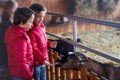 Children, feeding goats on a farm, kids and animal interaction Royalty Free Stock Photo