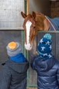 Children feeding a horse in a stable Royalty Free Stock Photo