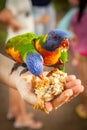 Children Feeding Rainbow Lorikeets Queensland Australia