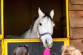 Children feeding white Arabian horse Royalty Free Stock Photo