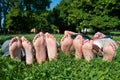 Children's feet Royalty Free Stock Photo