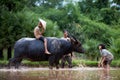 The children are funny with their father and buffalo