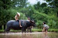 The children are funny with their father and buffalo