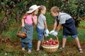 Children girl boy brother sister together apple garden big basket help apron gloves work gather