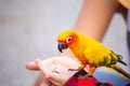 Children give a food for a bird in the park