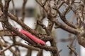 Children glove on the branches in winter