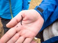 Children hand holding small centipede Royalty Free Stock Photo