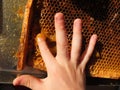 Children hand and honeycomb full of sweet honey