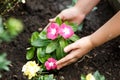 Children hands around green young flower plant.