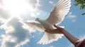 children hands carefully holding and releasing white dove Royalty Free Stock Photo