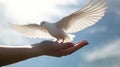 children hands carefully holding and releasing white dove Royalty Free Stock Photo