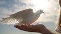 children hands carefully holding and releasing white dove