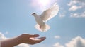 children hands carefully holding and releasing white dove Royalty Free Stock Photo