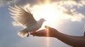 children hands carefully holding and releasing white dove