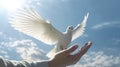 children hands carefully holding and releasing white dove Royalty Free Stock Photo