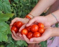 children with hands full of fresh tomatoes just harvested from t