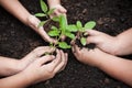 Children hands planting young tree on black soil together Royalty Free Stock Photo