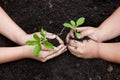 Children hands planting young tree on black soil together Royalty Free Stock Photo