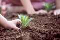 Children hands planting young tree on black soil together Royalty Free Stock Photo