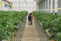 Children havesting fresh strawberry in an hydrophonics farm Royalty Free Stock Photo