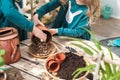 Children help to transplant plants into the ground, in pots. Gardening in the winter garden Royalty Free Stock Photo