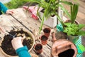 Children help to transplant plants into the ground, in pots. Gardening in the winter garden