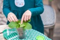 Children help to transplant plants into the ground, in pots. Gardening in the winter garden