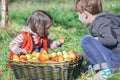 Children holding organic apple from basket with Royalty Free Stock Photo