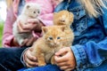 Children are holding three cute little kittens. Red and white kittens in the arms of girls in the garden Royalty Free Stock Photo