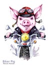 Children illustration. Watercolor grange pig in jacket on motorbike. Funny biker. Transport. Symbol of 2019 year