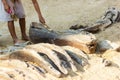 Children learning about, Excavating dinosaur fossils simulation Royalty Free Stock Photo