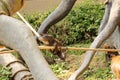 A children of Mandrill playing in the park. A monkeys fighting between themselves and jumping on rope