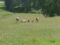 Children in the meadow