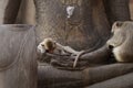 Children Monkey sitting sleeping on ancient Buddha hand statue, Candid animal wildlife picture waiting for food