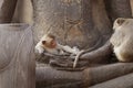 Children Monkey sitting sleeping on ancient Buddha hand statue, Candid animal wildlife picture waiting for food