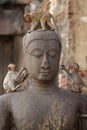 Children Monkey standing playing on ancient Buddha head statue, Candid animal wildlife picture waiting for food, group of mammal