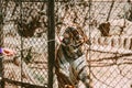 Children and mother feeding meat to big tiger in zoo