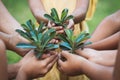 Children and parent holding young tree in hands for planting Royalty Free Stock Photo