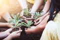 Children and parent holding young tree in hands for planting Royalty Free Stock Photo