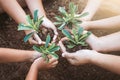 Children and parent holding young tree in hands for planting Royalty Free Stock Photo