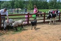 Children with parents on cattle farm. Animals and their babies by the fence on the farm. Royalty Free Stock Photo