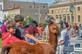 Children Petting an Alpaca, Downtown Delavan, WI Royalty Free Stock Photo