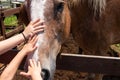 Petting a Farm Horse at Petting Zoo Royalty Free Stock Photo