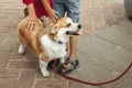 Children petting a pet, a corgi dog on the street