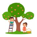 Children picking apples color flat vector illustration. Little boy and girl harvesting fruits together. Royalty Free Stock Photo