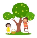 Children picking apples color flat vector illustration.