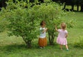 Children Picking Berries Royalty Free Stock Photo