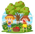 Children picking fruit outdoor scene isolated