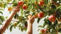 Children picking up a red apple Royalty Free Stock Photo