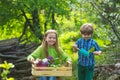 Children planting spring flowers in sunny garden. Little boy and girl gardener gardening. Gardening tools and water can Royalty Free Stock Photo